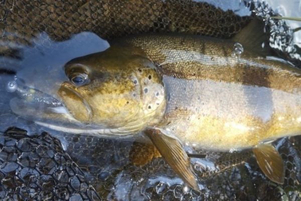 Une belle truite sur un petit leurre