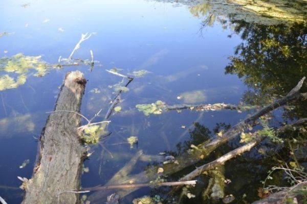 Pêcher les bois morts