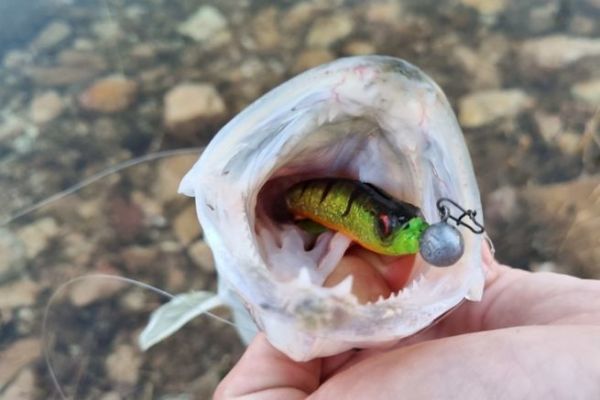 P�cher les carnassiers en hiver