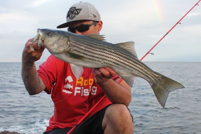 Le bar ray, un poisson que l'on retrouve en quantit sur le bord de mer.