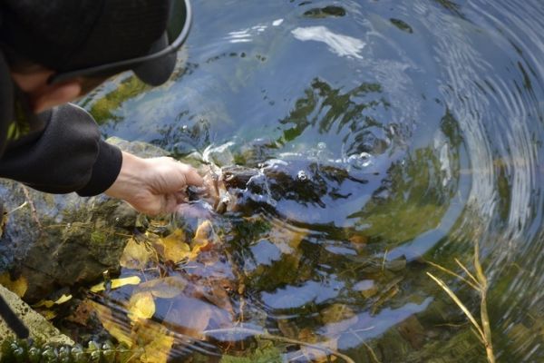 Pche du black bass en finesse