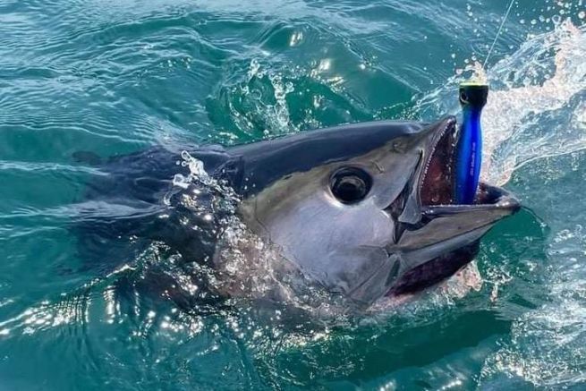 Leurre dur spécial thon popper ubuntu fishus - Le secret des meilleurs