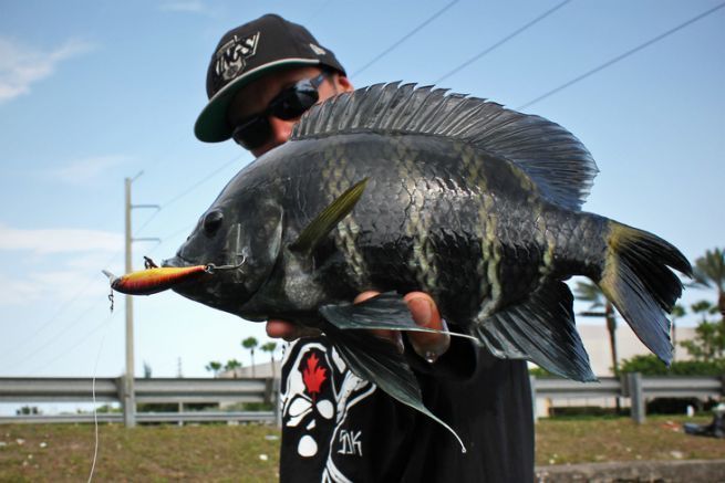 Zebra Tilapia