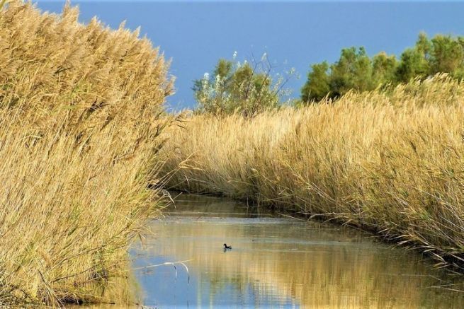 Les roubines, un rseau riche en poisson 