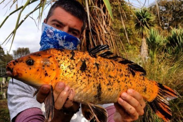 Pche de la carpe Ko en Nouvelle-Zlande