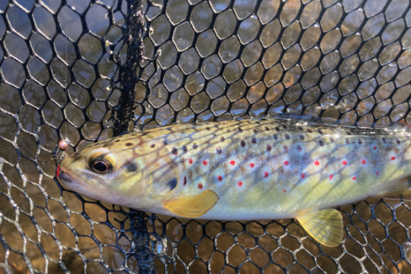 Premières sorties truites de l'année en nymphe au fil