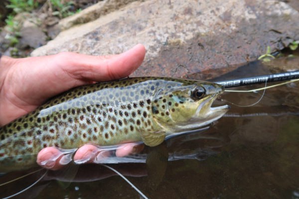 Les noyées claires sont indispensables lorsque l'on pratique cette technique
