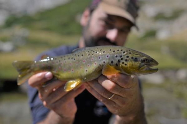 Lure fishing for trout and other salmonids in high-altitude lakes