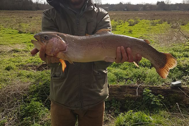 Grosse truite arc-en-ciel prise au leurre dans une toute petite rivire de 1re catgorie