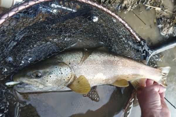 Truite au Powertail evo