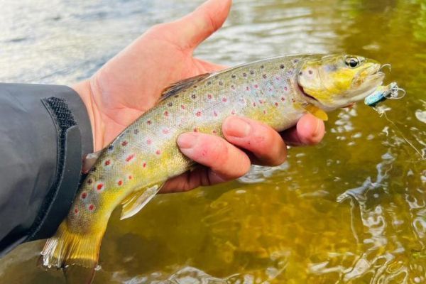 Voici l�une des nombreuses truites captur�es lors de cette sortie du soir !