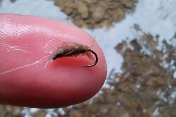 Dry fishing for trout, a memorable double success