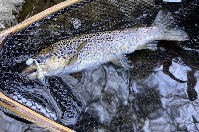 Le touptishad, un leurre  truite redoutable !