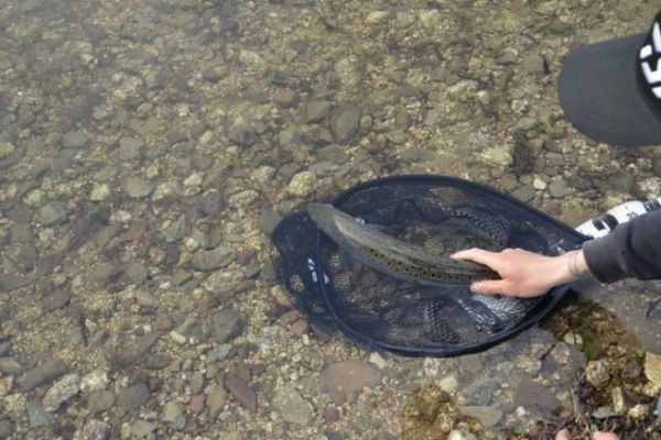 Différentes techniques pour pêcher la truite
