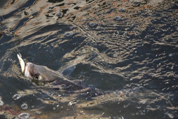 Fishing in Haute-Corse, 3 essential fish to look for