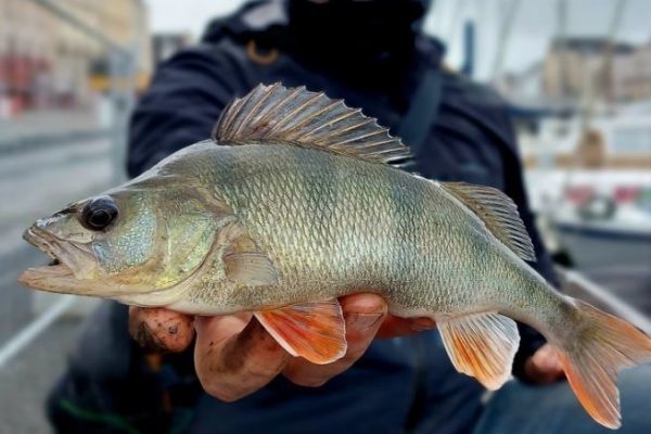 Pcher les carnassiers pendant la fermeture