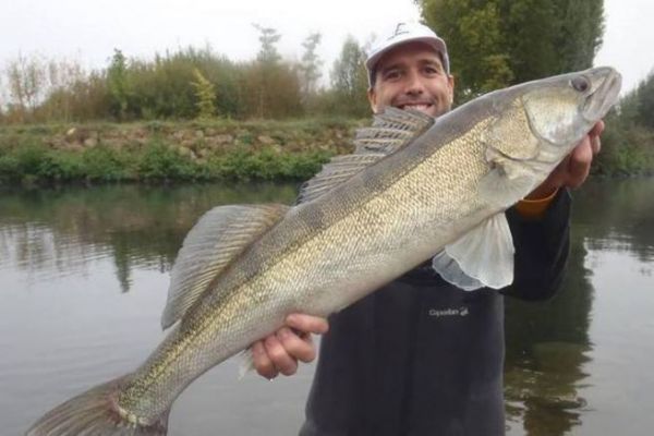 Pcher le sandre en fleuve