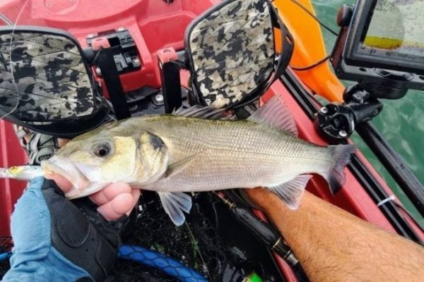 Sea bass fishing in a kayak near Pornichet, a successful outing