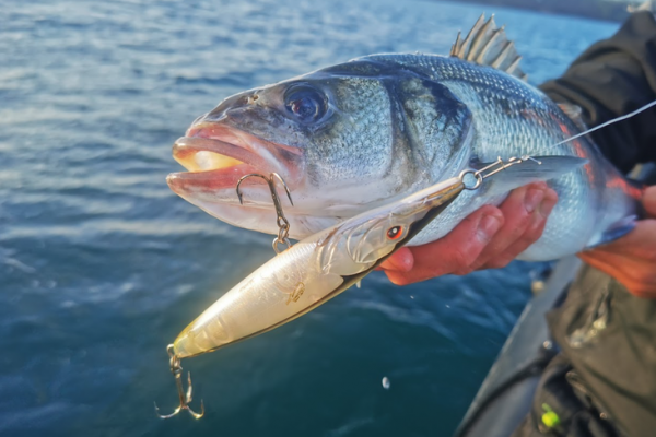 La p�che au leurre de surface est l�une des techniques les plus passionnantes.