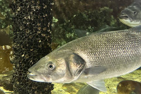 Compte-rendu du comité de façade pêche de loisirs 2025