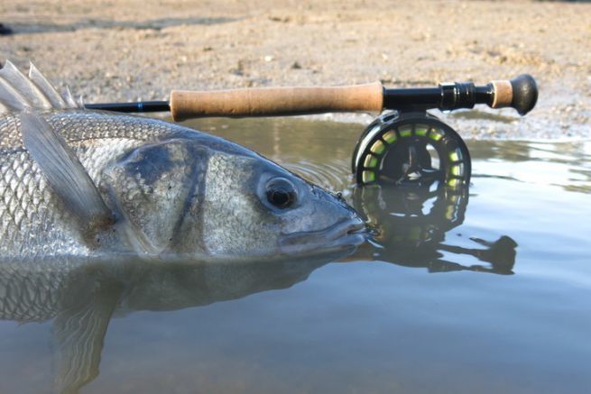La pêche du bar à vue à la mouche est l'ultime challenge !
