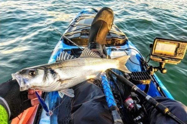 Pche du bar aux poissons nageurs