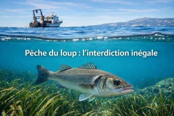 La protection du loup doit reposer sur la science, pas sur l�usager.