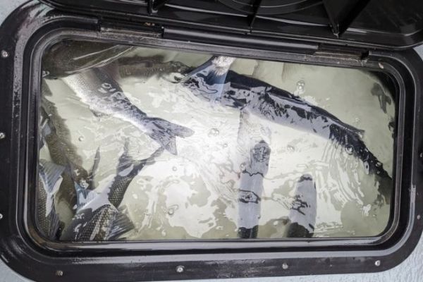 Summer sea bass fishing with a vibrating blade, tips for success
