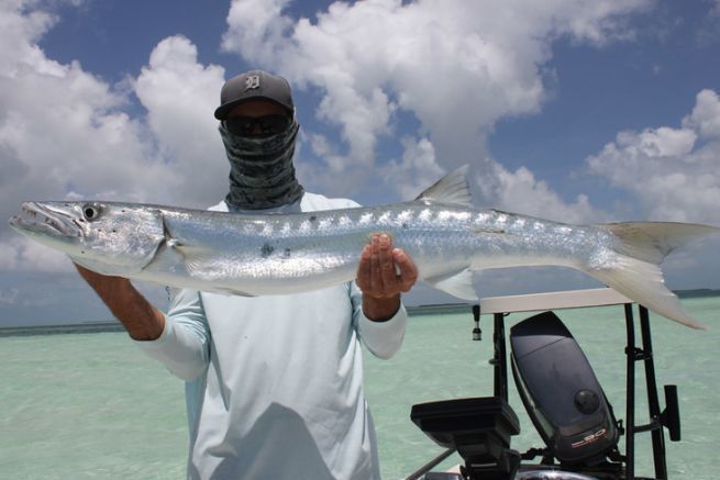 Le barracuda est un redoutable combattant. 