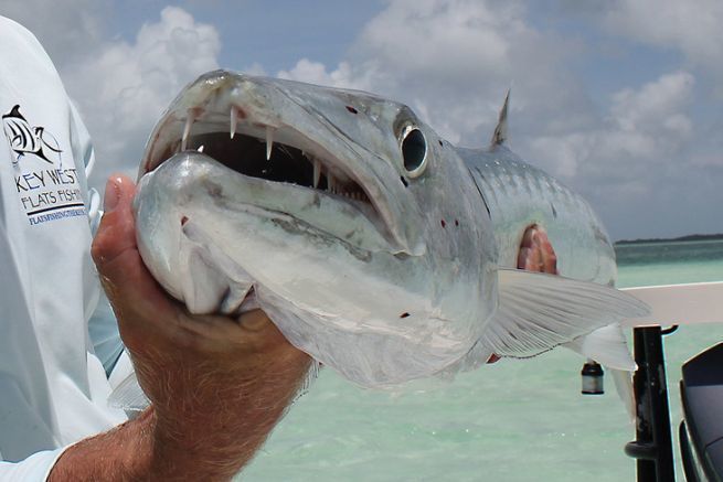 Le barracuda, un poisson trs intressant  pcher.