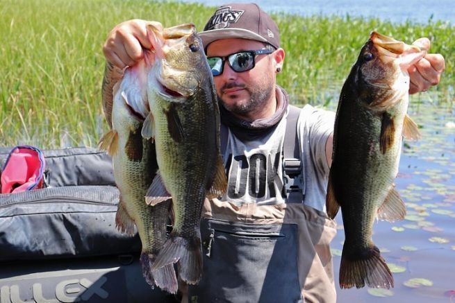 Achigan  grande bouche du Qubec (black-bass).