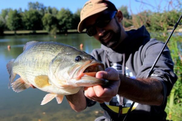 Gros black-bass n'ayant pas su rsister  un montage neko rig savamment prsent.