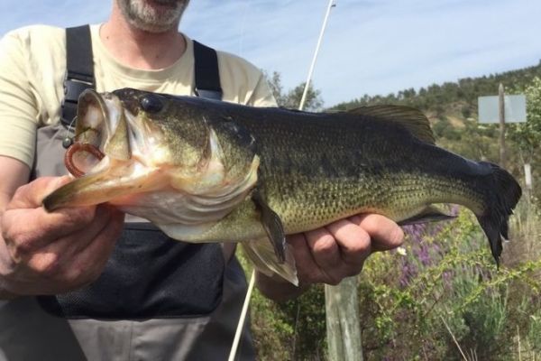 Joli black-bass pris sur un montage Inch Wacky.