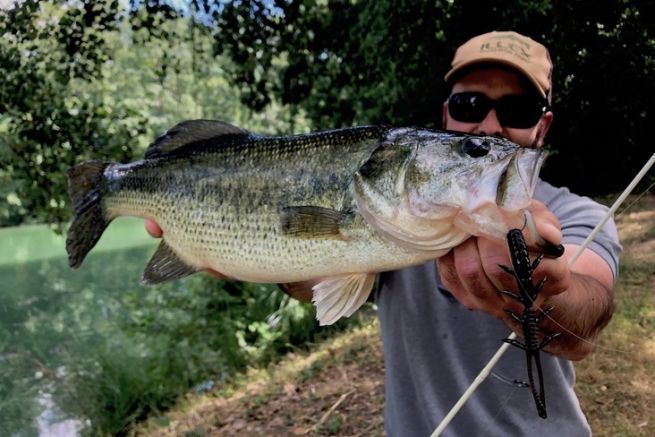 Black-bass pris en Weightless Nose Rig