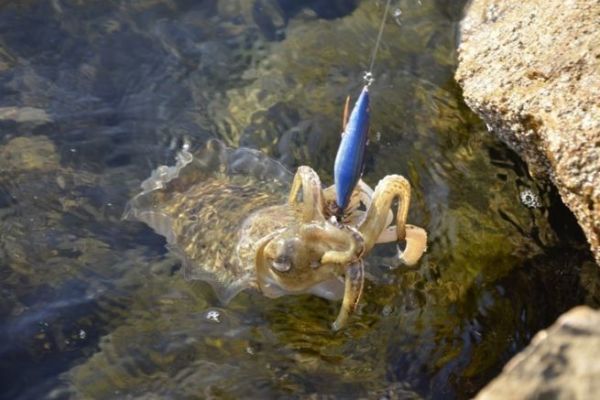 Le matriel pour pcher la seiche