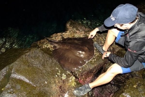 Pêcher la raie pastenague