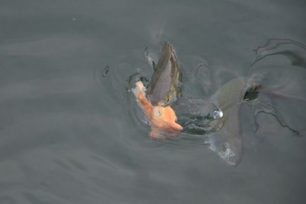 Pêcher au pain