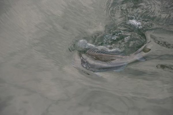 Pcher les sparids au flotteur