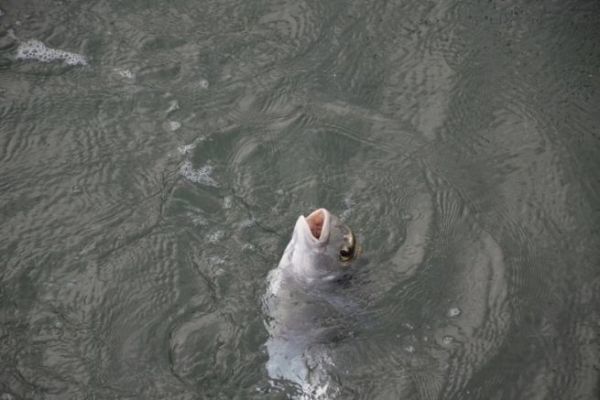 Pêcher au flotteur en mer