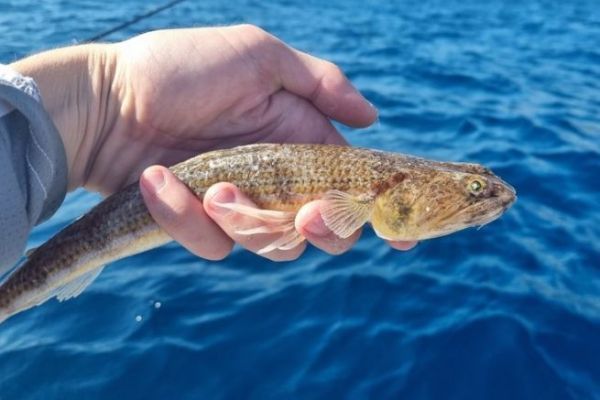 The striped lizardfish, a fish found on sandy bottoms