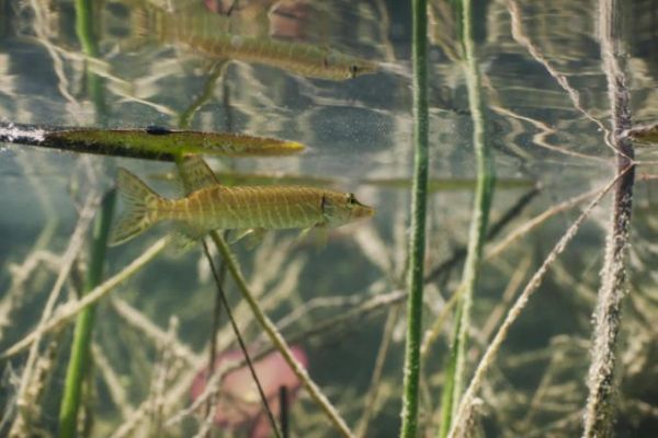 Petit brochet deviendra grand ? 