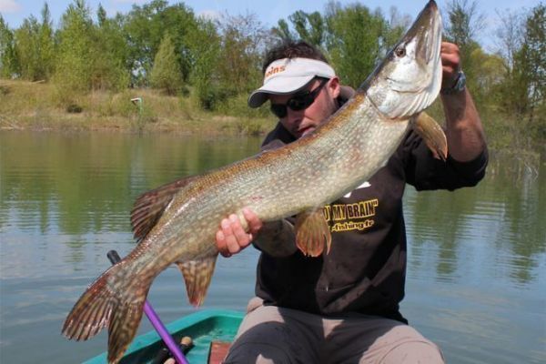 Les hard swimbaits, des aimants  gros brochets.