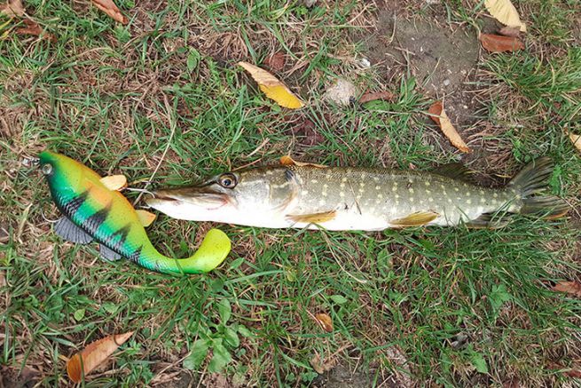 Petit brochet qui n'a pas tolr la perche Caperlan sur son poste