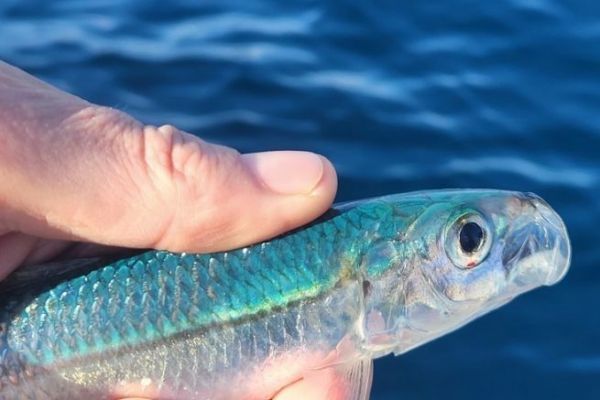 L'allache ou sardinelle