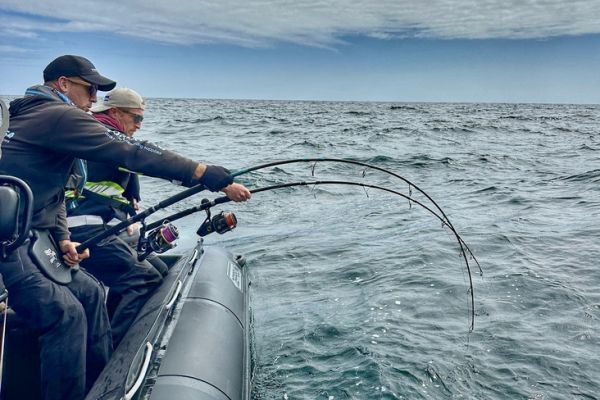 Deux poissons � g�rer en m�me temps !.. Cela demande un peu d'organisation.