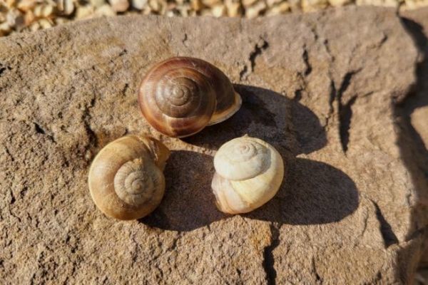 Pcher avec des escargots