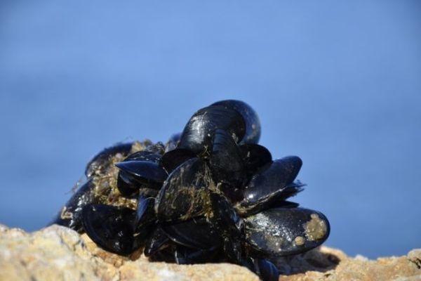 P�cher avec des moules