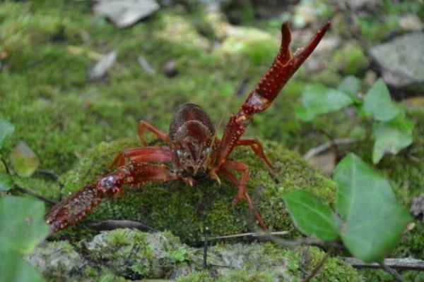 Pêche de l'écrevisse en été : pourquoi et comment réussir ses sorties
