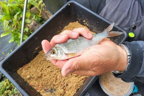 La p�che au feeder en hiver