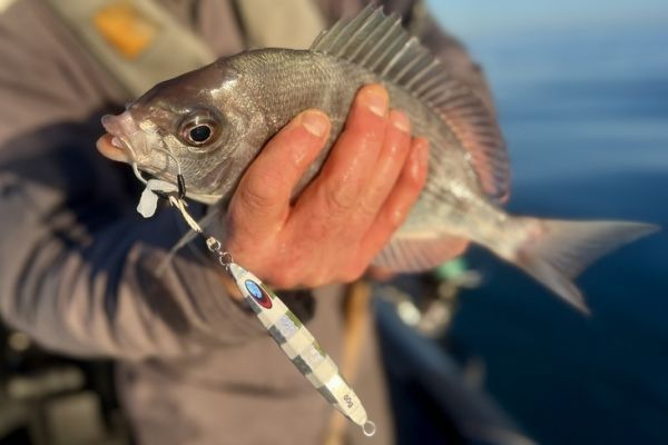 La dorade grise est une espèce qui se pêche aussi en hiver.